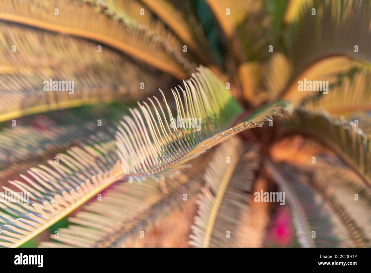 Abstract Palm Tree Details Blurred Background. Sunset. Stock Photo