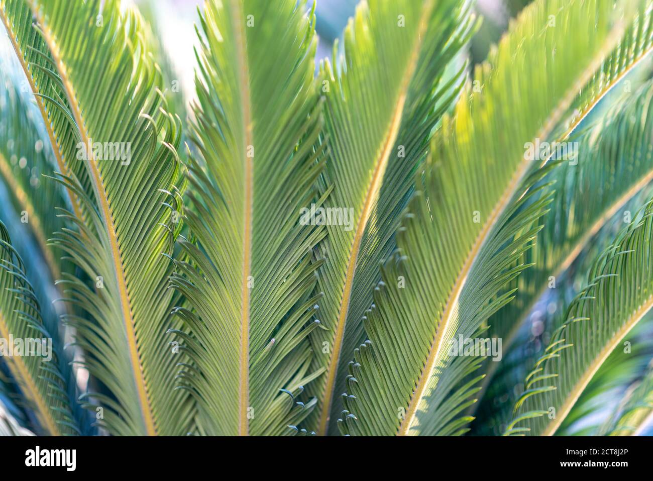 Green palm tree leaves. Abstract nature blurred background. Stock Photo