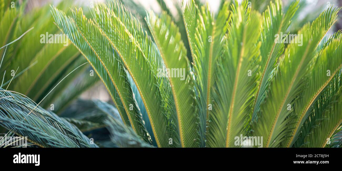 Green palm tree leaves in bright sunshine. Abstract nature blurred background. Banner. Stock Photo