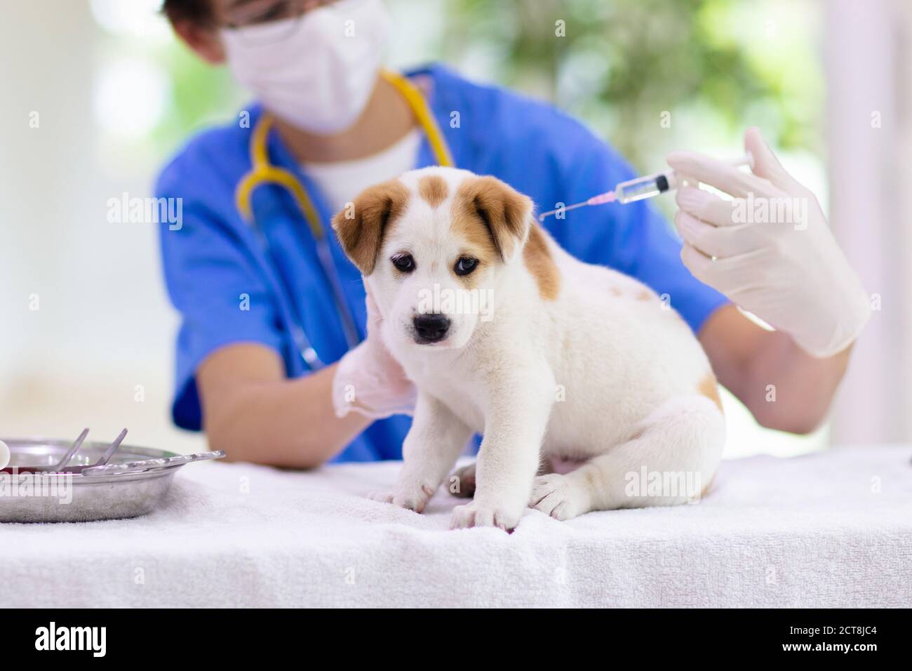 what do vets check for in puppies