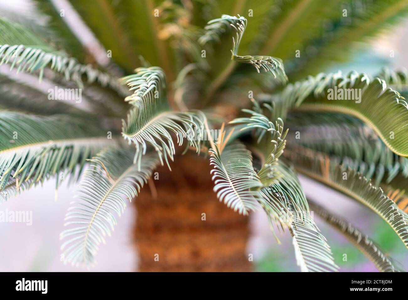 Tropical palm tree. Abstract nature blurred background. Stock Photo