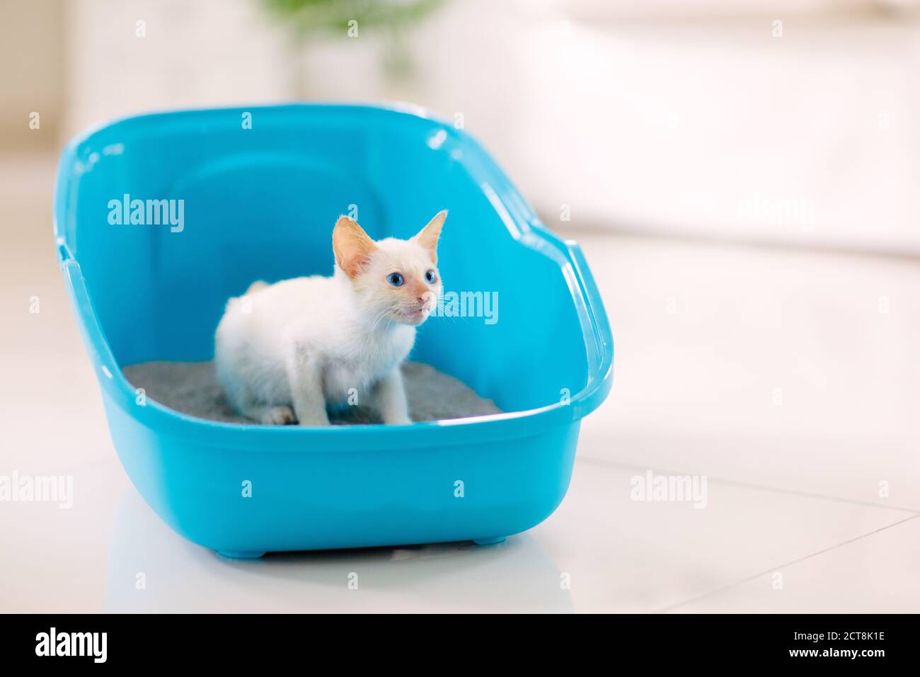 Cat in litter box. White little kitten in toilet with sand filler. Home