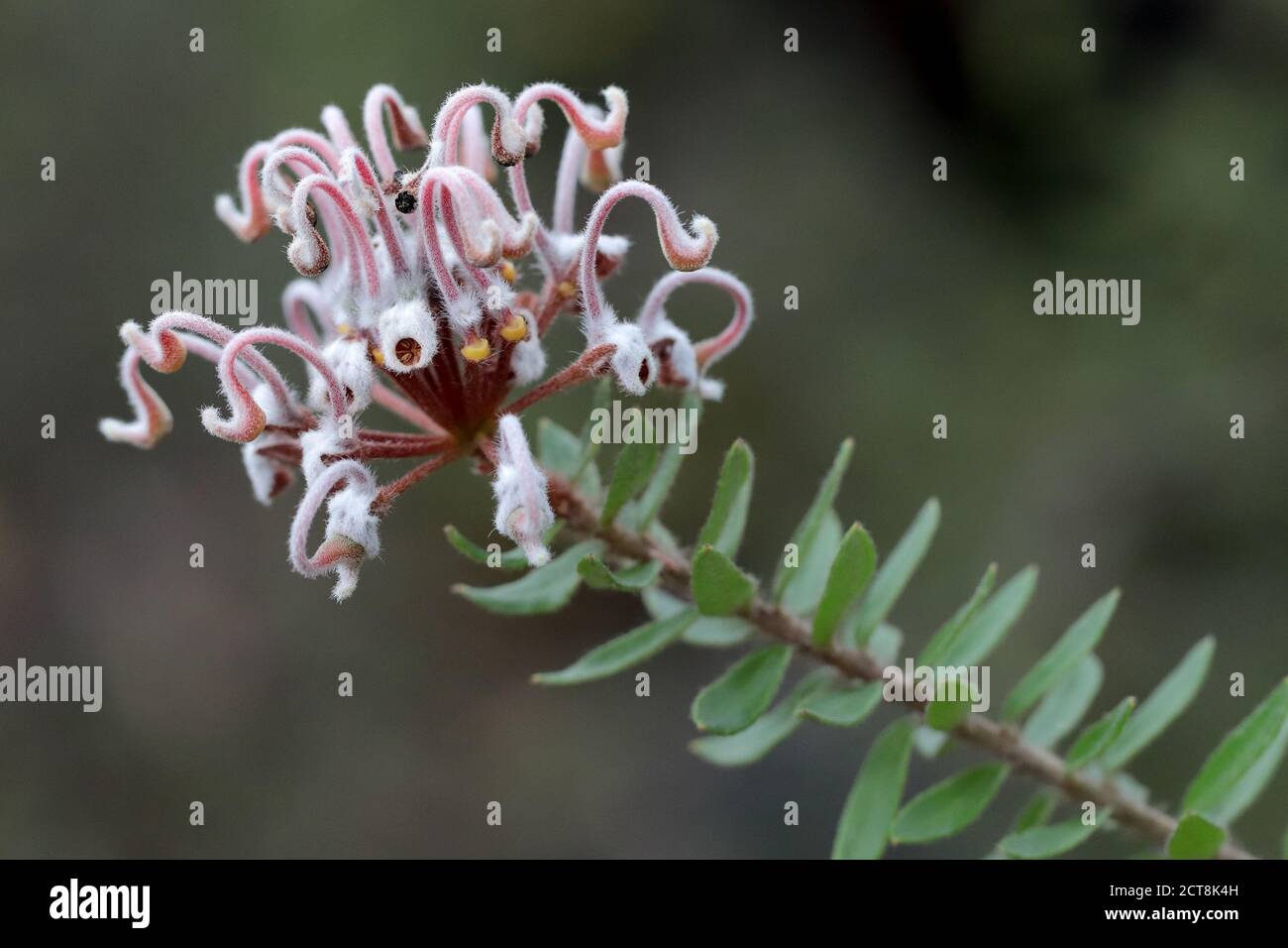 Grey Spider Flower plant in flower Stock Photo
