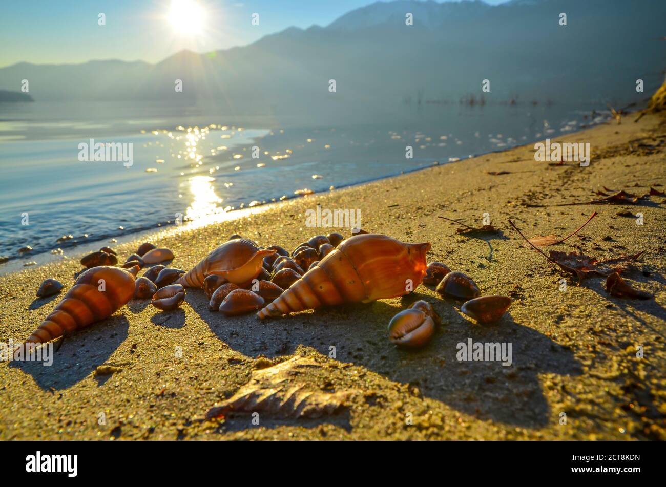 Shells on the Sand Beach with Mountain in Sunset in Ascona, Switzerland. Stock Photo