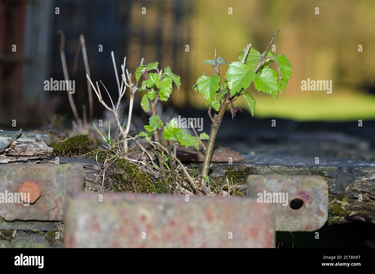 Small Tree Growing on a Rusty Metal Structure Stock Photo - Alamy