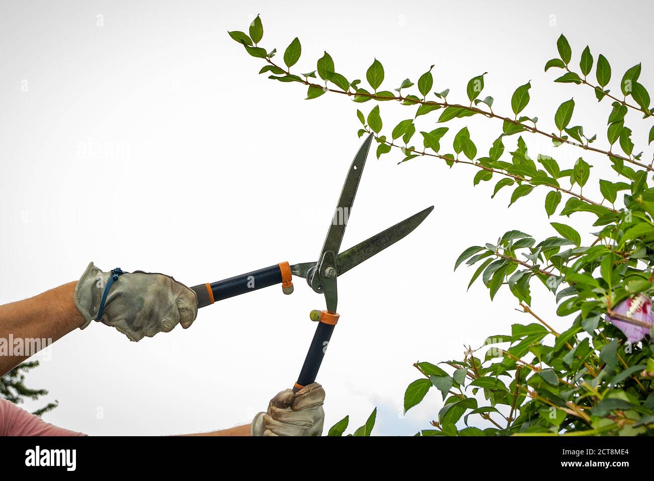 Work glove covered hands prepare to trim bush branches with hedge shears. Stock Photo