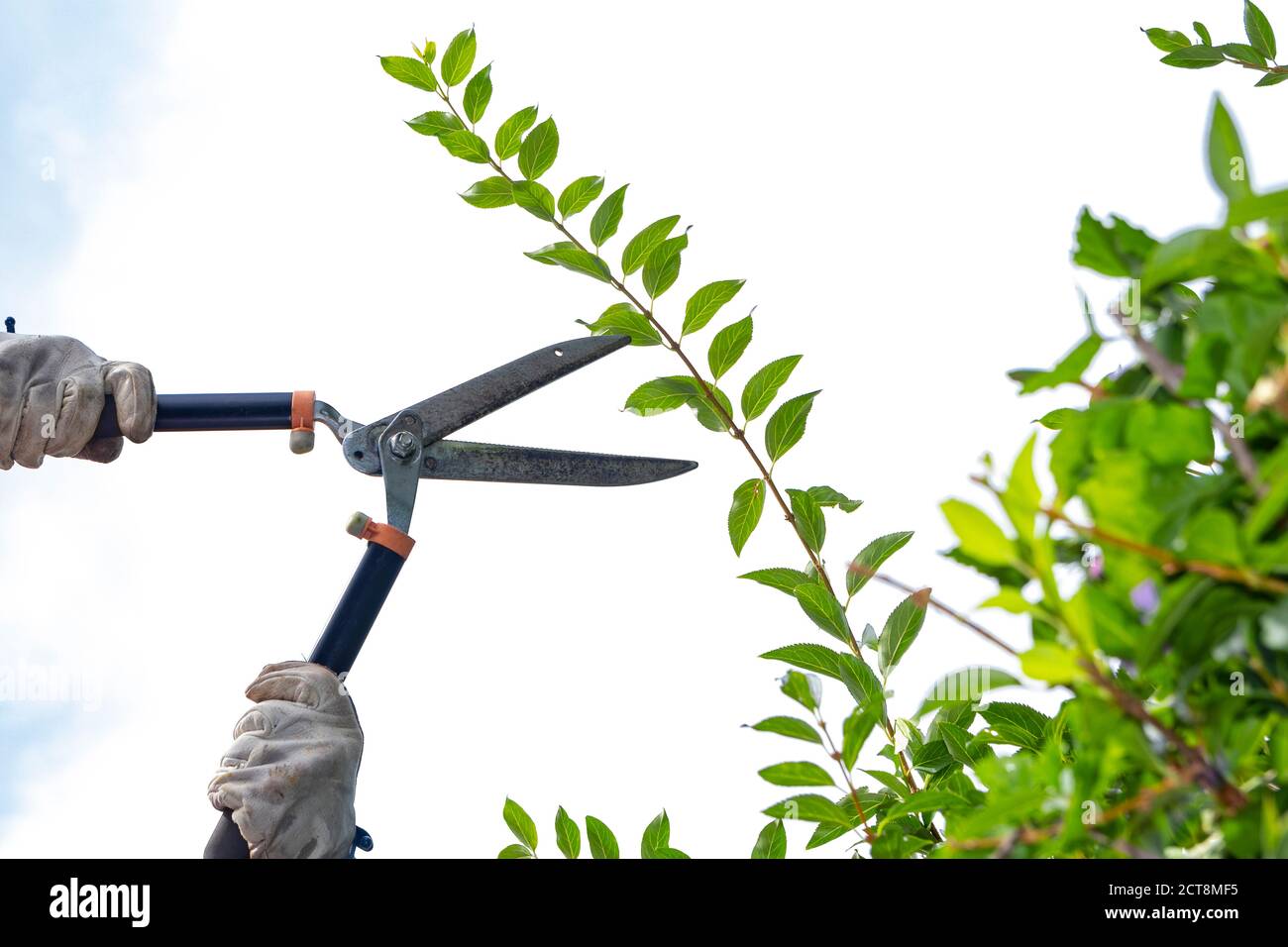 Work glove covered hands prepare to trim bush branches with hedge shears. Stock Photo