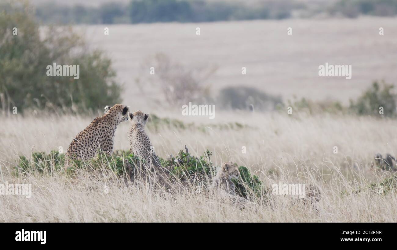 a cheetah mother and cub watch for prey on the savanna of masai mara national reserve in kenya, africa Stock Photo