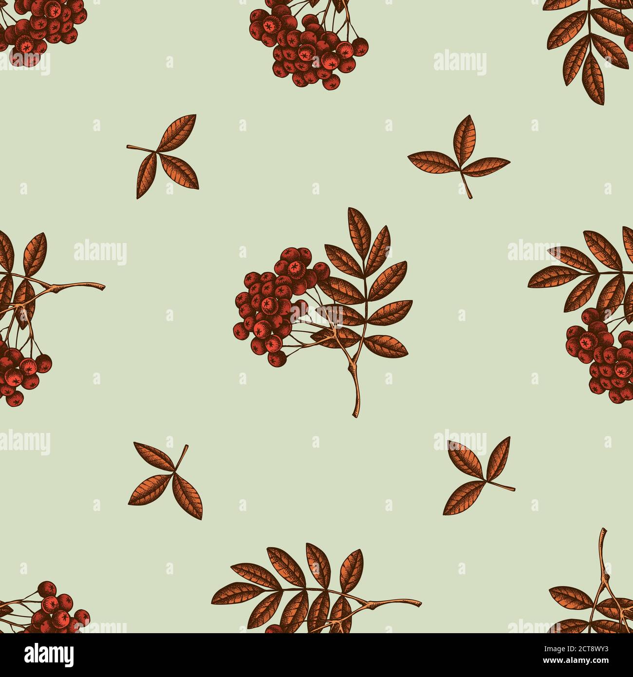 Seamless pattern with hand drawn colored rowan stock illustration Stock ...