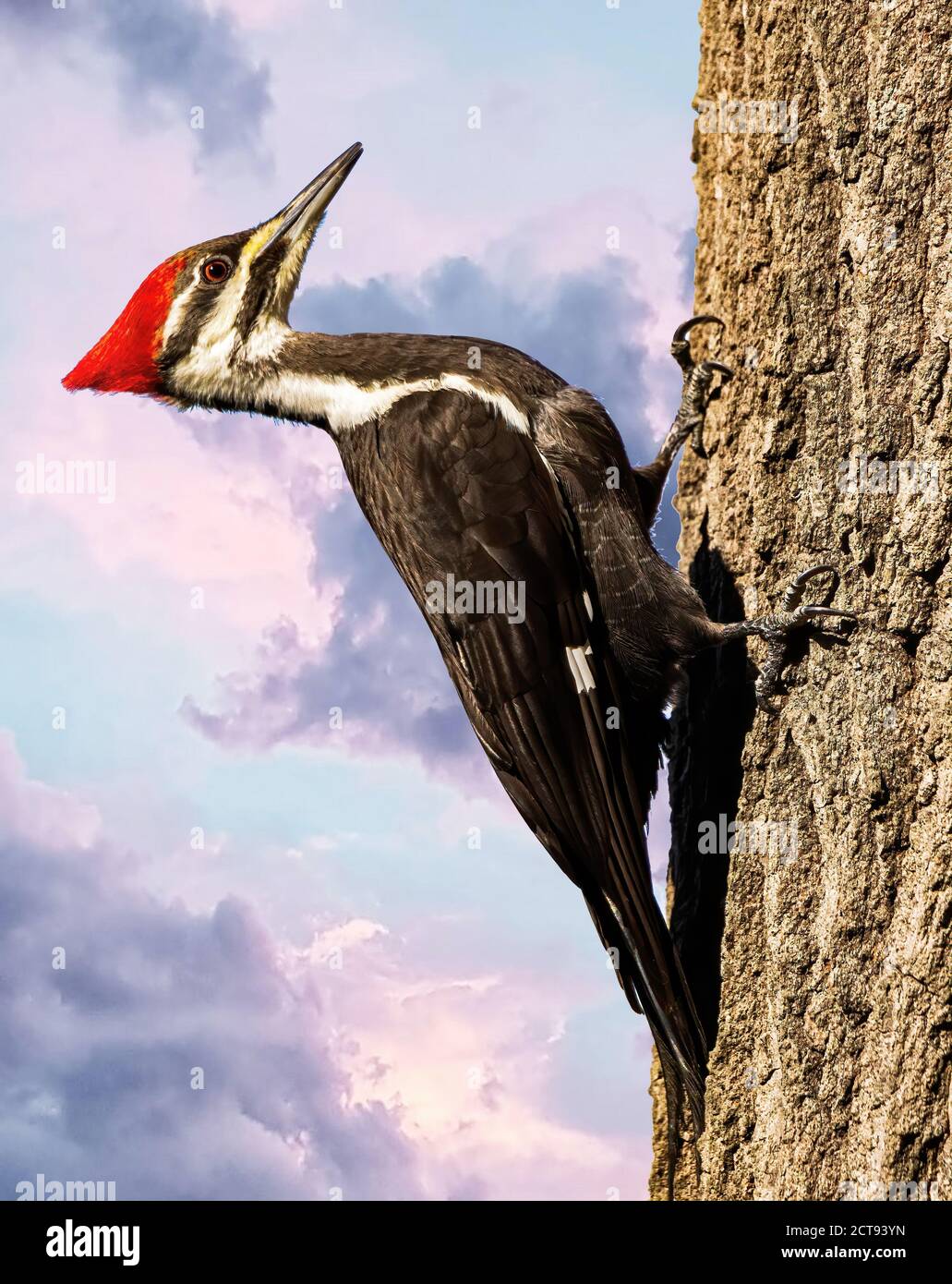 A beautiful pileated woodpecker clinging to a tree. Stock Photo