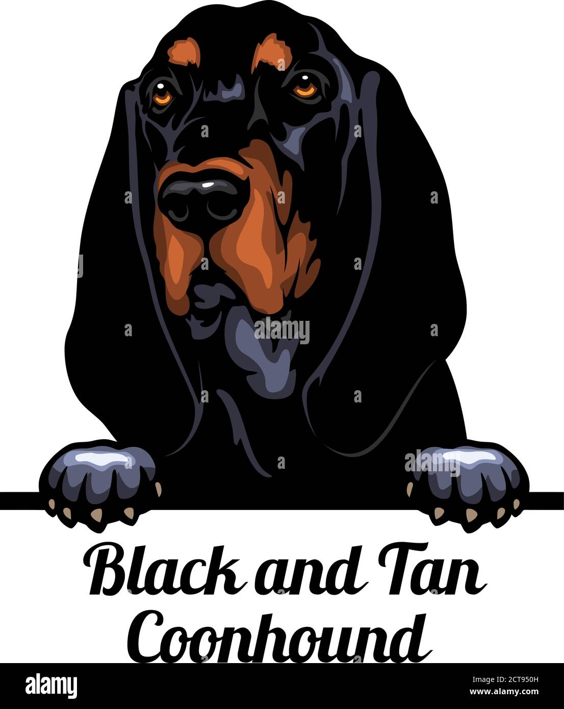 Head Black and Tan Coonhound - dog breed. Color image of a dogs head isolated on a white background Stock Vector