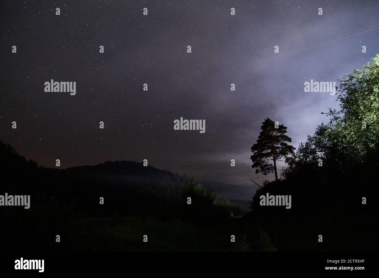 Silhouette of trees against night sky with stars Stock Photo - Alamy