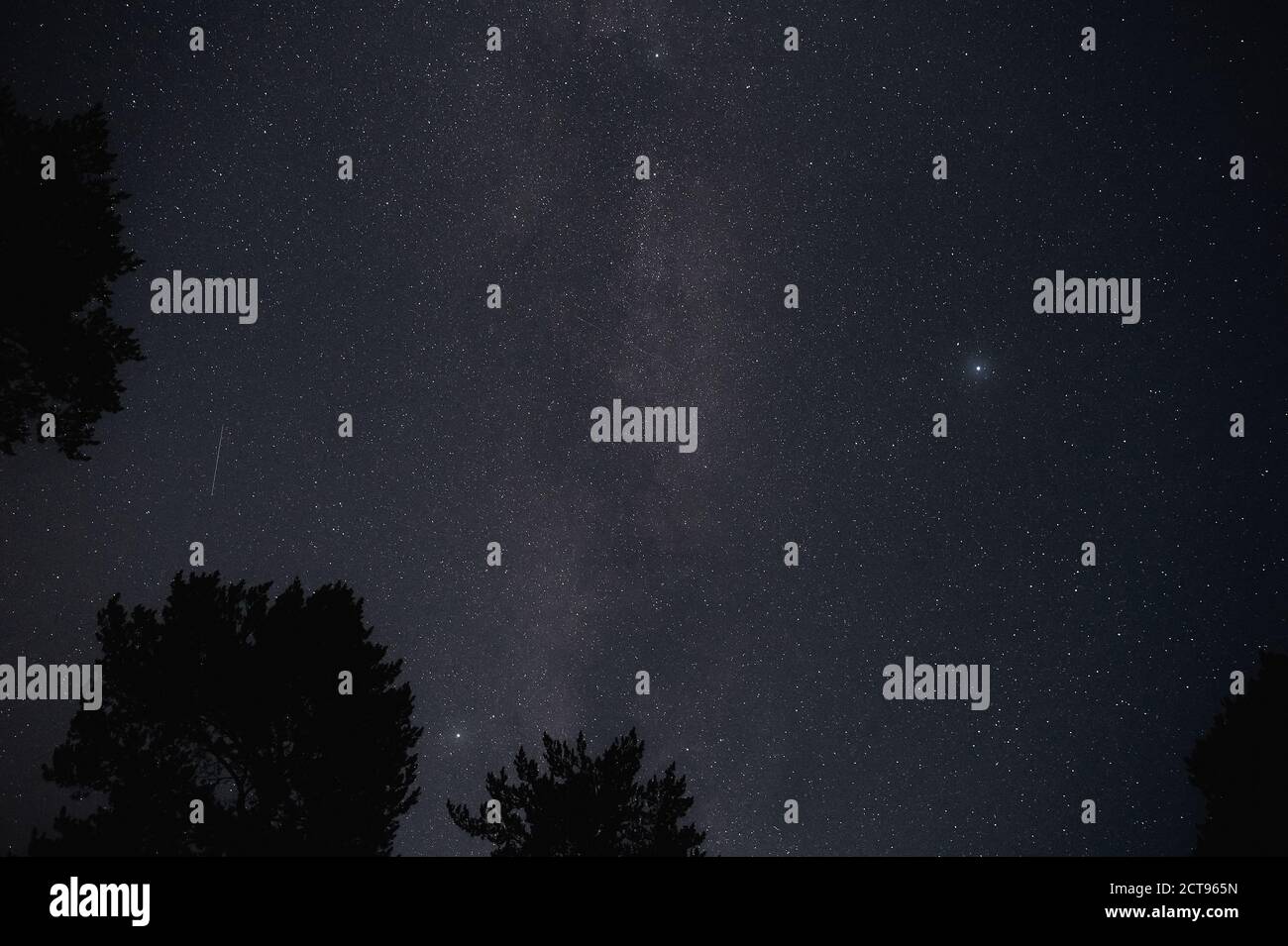 Silhouette of trees against night sky with stars Stock Photo - Alamy