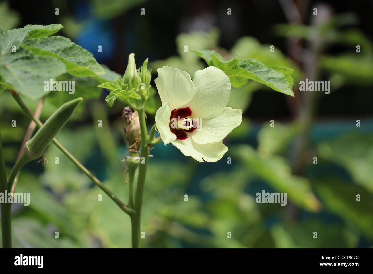 Homegrown and organic ladies finger or okra plant Stock Photo