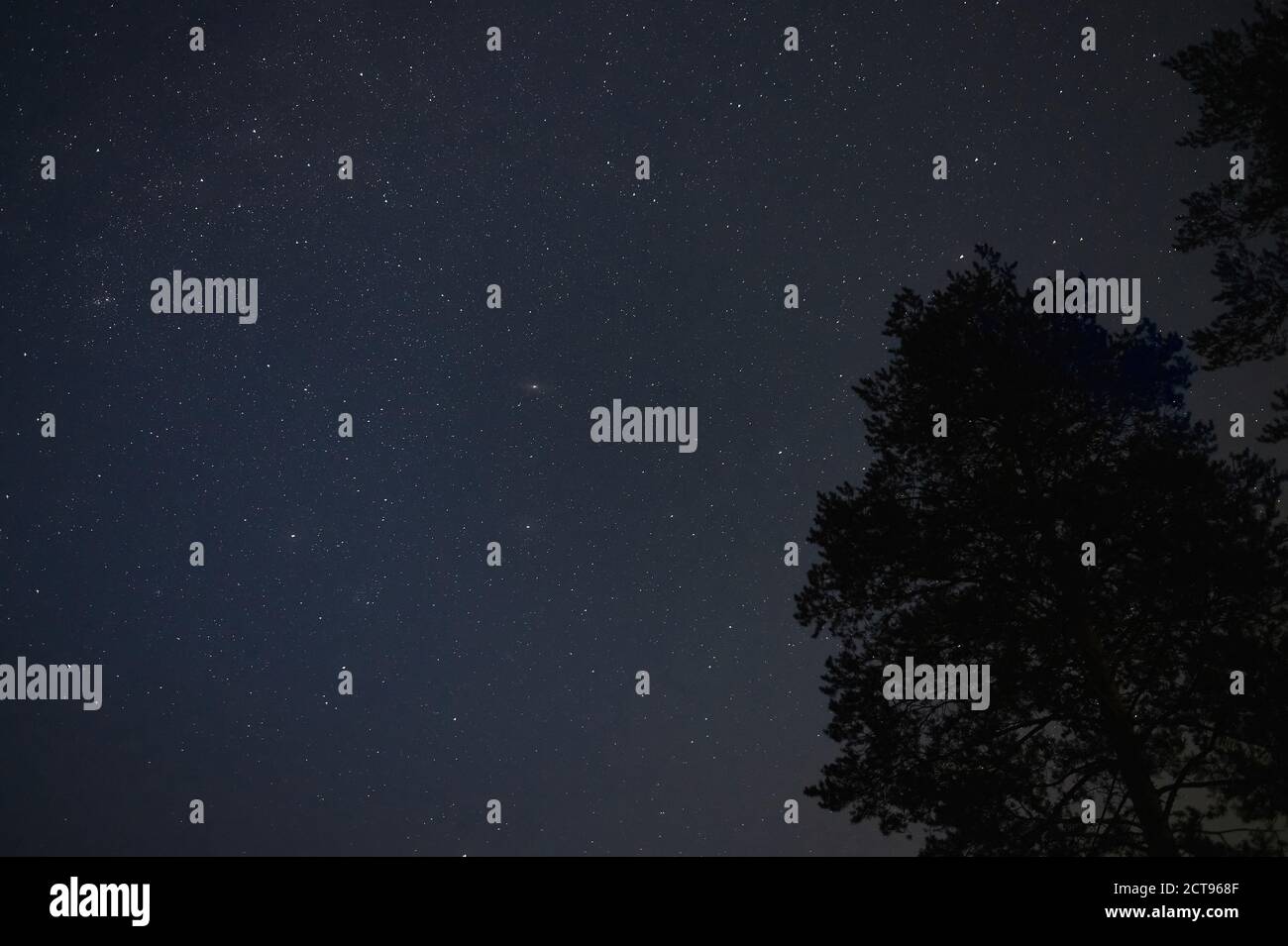 Silhouette of trees against night sky with stars Stock Photo - Alamy