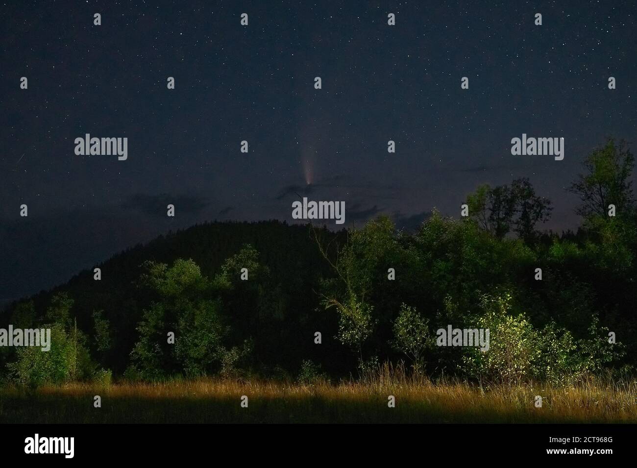 Silhouette of trees against night sky with stars Stock Photo - Alamy