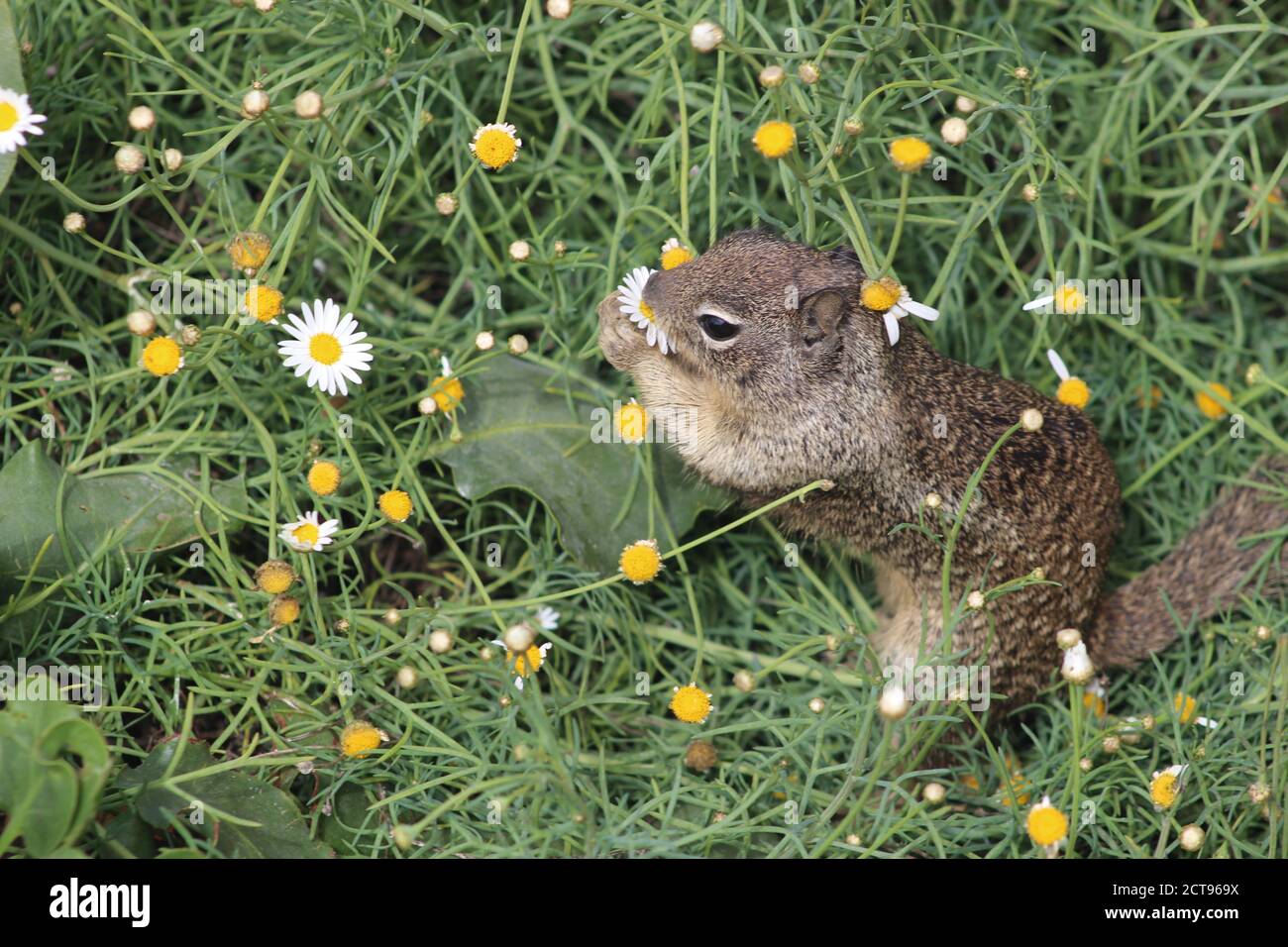 California ground squirrel eating daisy Stock Photo
