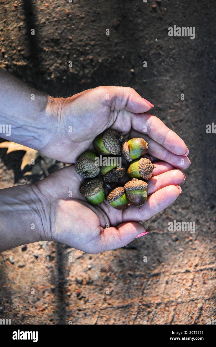 Acorn In Hand Female hand holding acorns. Autumn concept. An acorn of holm oak tree ...