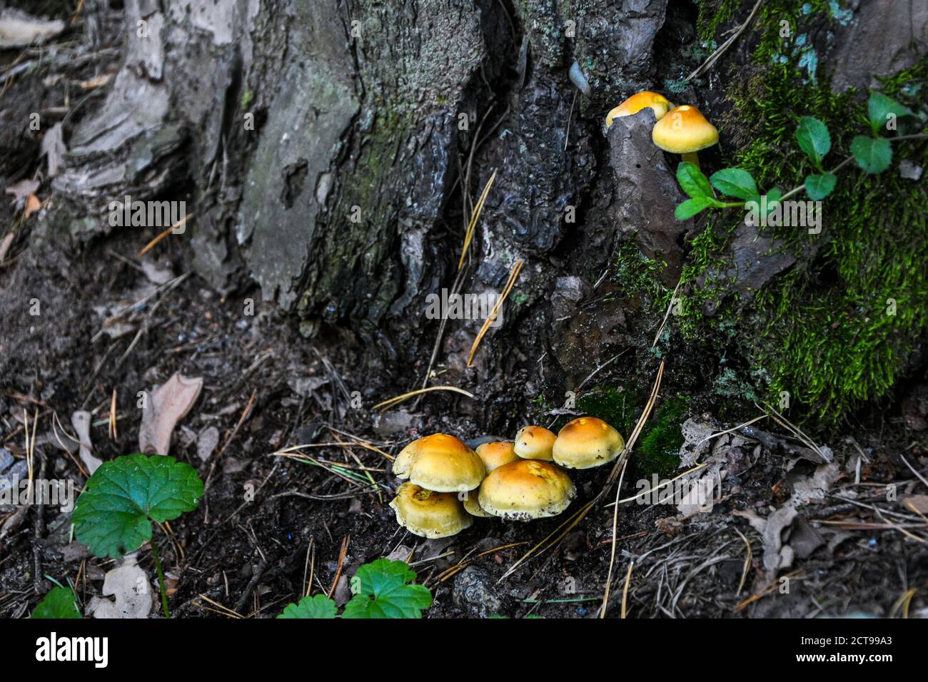 A group of orange mushrooms growing on an old fallen tree trunk. Galerina marginata, known as