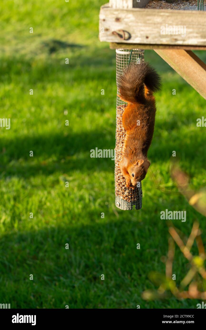 Red squirrel on peanut feeder Stock Photo