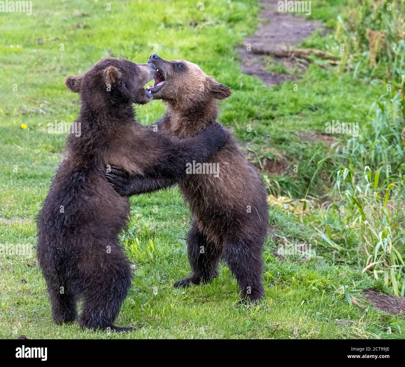 Sibling bear cubs hi-res stock photography and images - Alamy