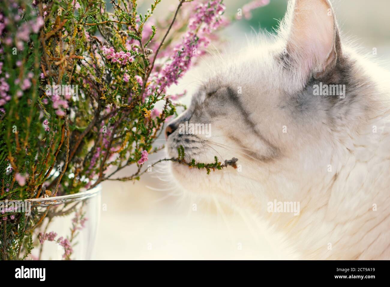 Siberian Neva Masquerade cat sniffing purple heather bush blossoms. Cheek of the cat is in camera focus Stock Photo