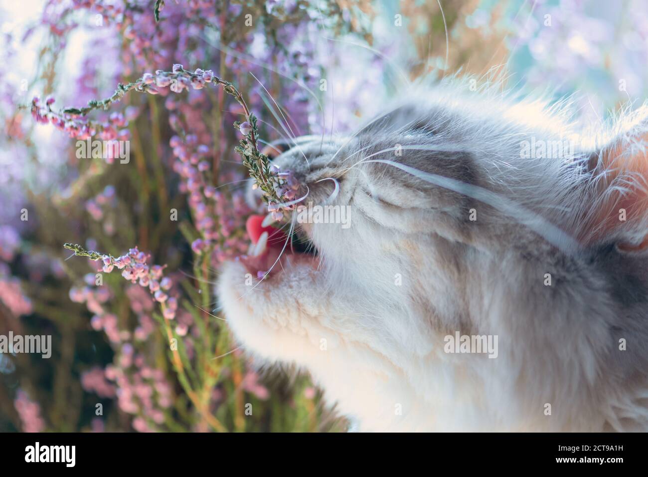 Siberian Neva Masquerade cat tasting purple heather bush blossoms. Cheek and heather twig in cats mouth are in camera focus Stock Photo