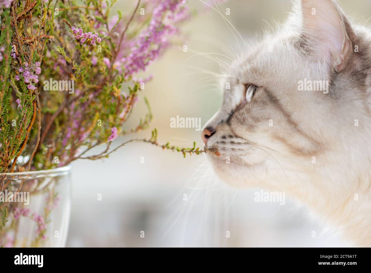 Siberian Neva Masquerade cat watching purple heather bush blossoms. Cheek of the cat is in camera focus Stock Photo