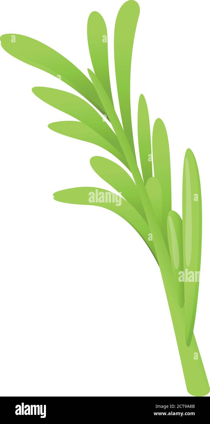 Rosemary leaf icon. Cartoon of rosemary leaf vector icon for web design