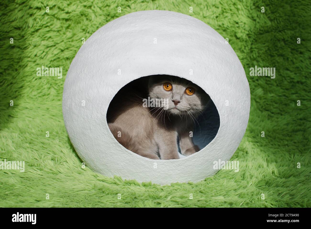 British cat in white sphere house on green background. House from