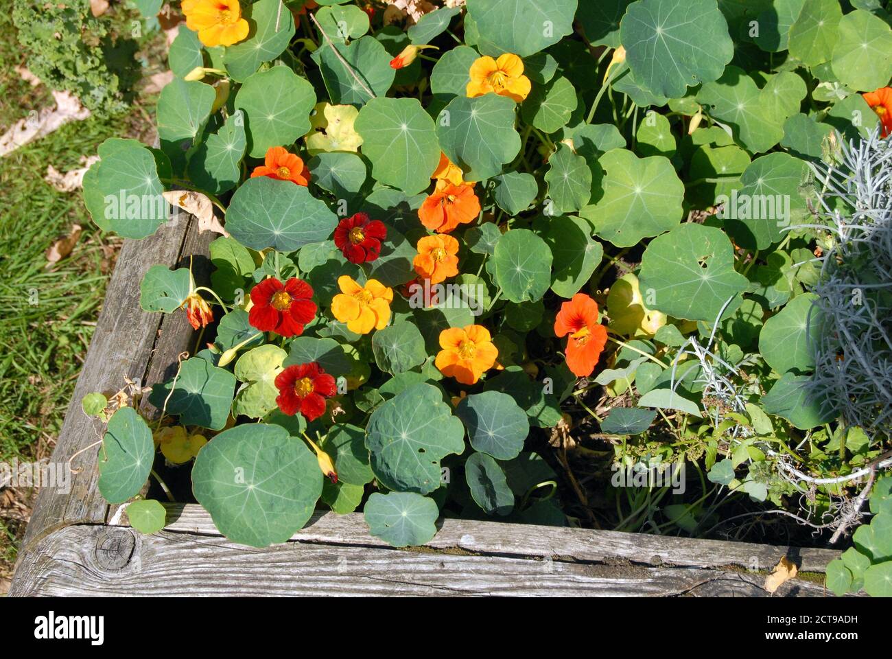 Colorful pansies in a flower bed Stock Photo