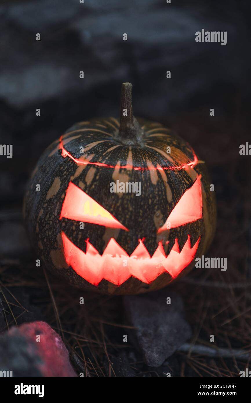 Halloween pumpkin with a scary face on the grass next to a tree Stock ...