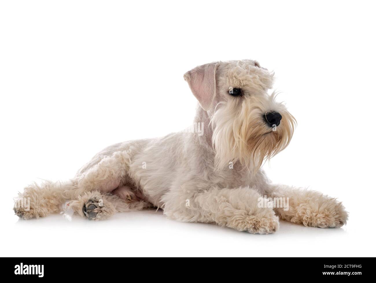 miniature schnauzer in front of white background Stock Photo - Alamy