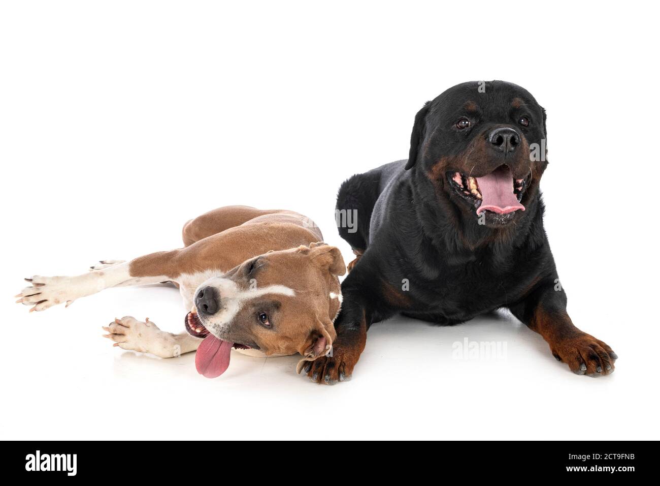 Staff Rottweiler american staffordshire terrier and rottweiler in front of white ...