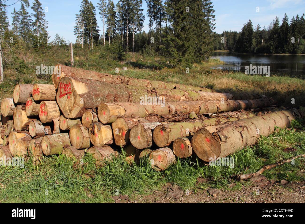 old tree trunks for firewood Stock Photo Alamy