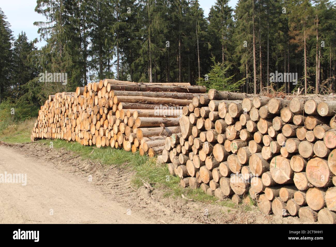old tree trunks for firewood Stock Photo Alamy