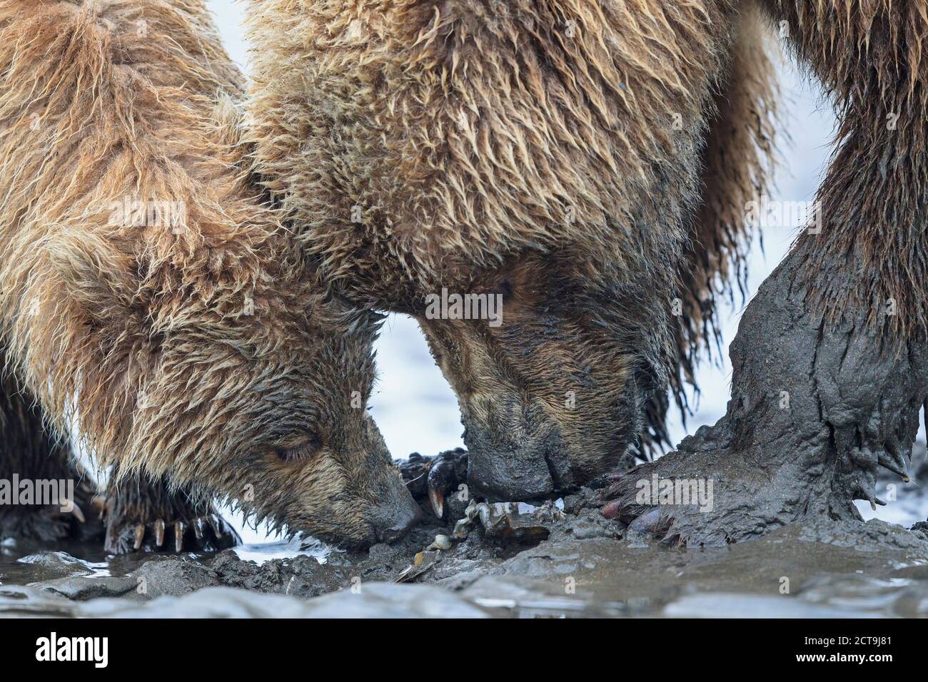 USA, Alaska, Lake Clark National Park and Preserve, Brown bear and bear ...