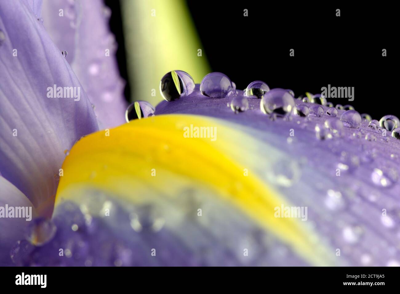 Water drops with reflection on petal of iris, Iridaceae, in front of black background Stock Photo