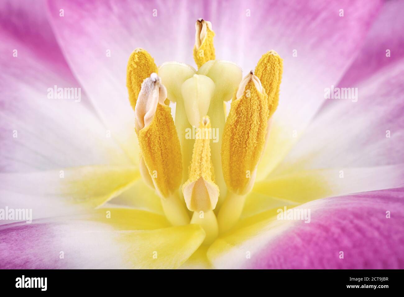 Studio shot up close hi-res stock photography and images - Alamy