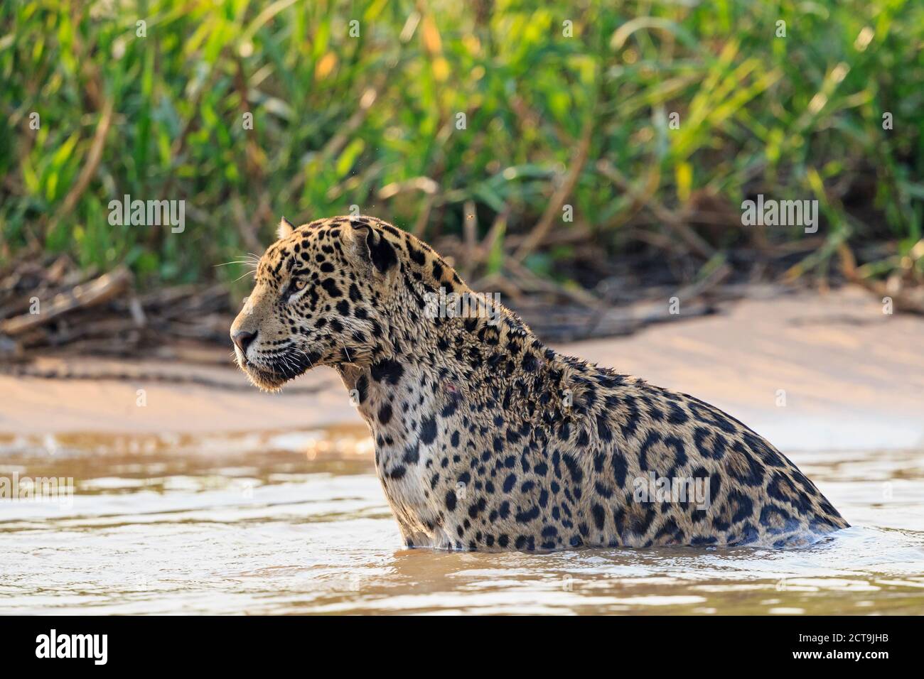 South America, Brasilia, Mato Grosso do Sul, Pantanal, Cuiaba River, Jaguar, Panthera onca, in water Stock Photo