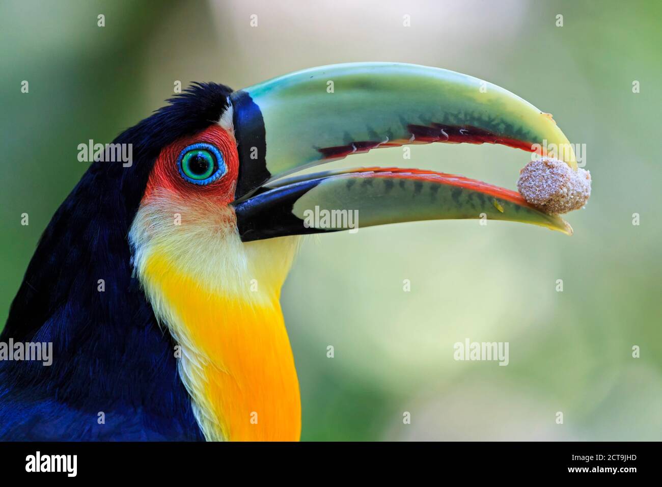Brazil, Mato Grosso, Mato grosso do Sul, portrait of green-billed toucan, Ramphastos dicolorus Stock Photo