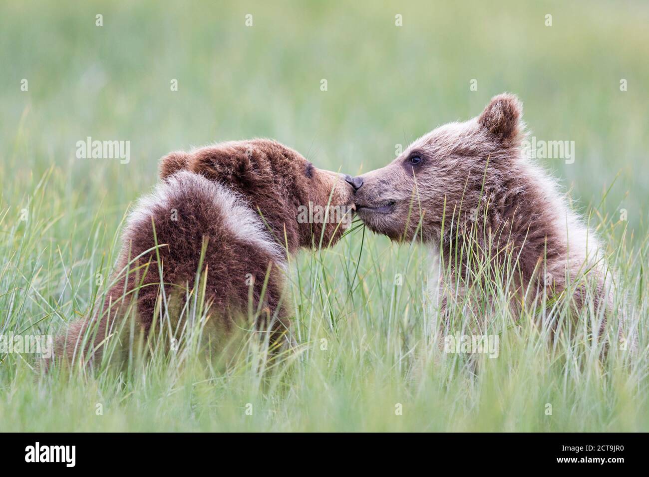 USA, Alaska, Lake Clark National Park and Preserve, Playing Brown bears (Ursus arctos), young animals Stock Photo