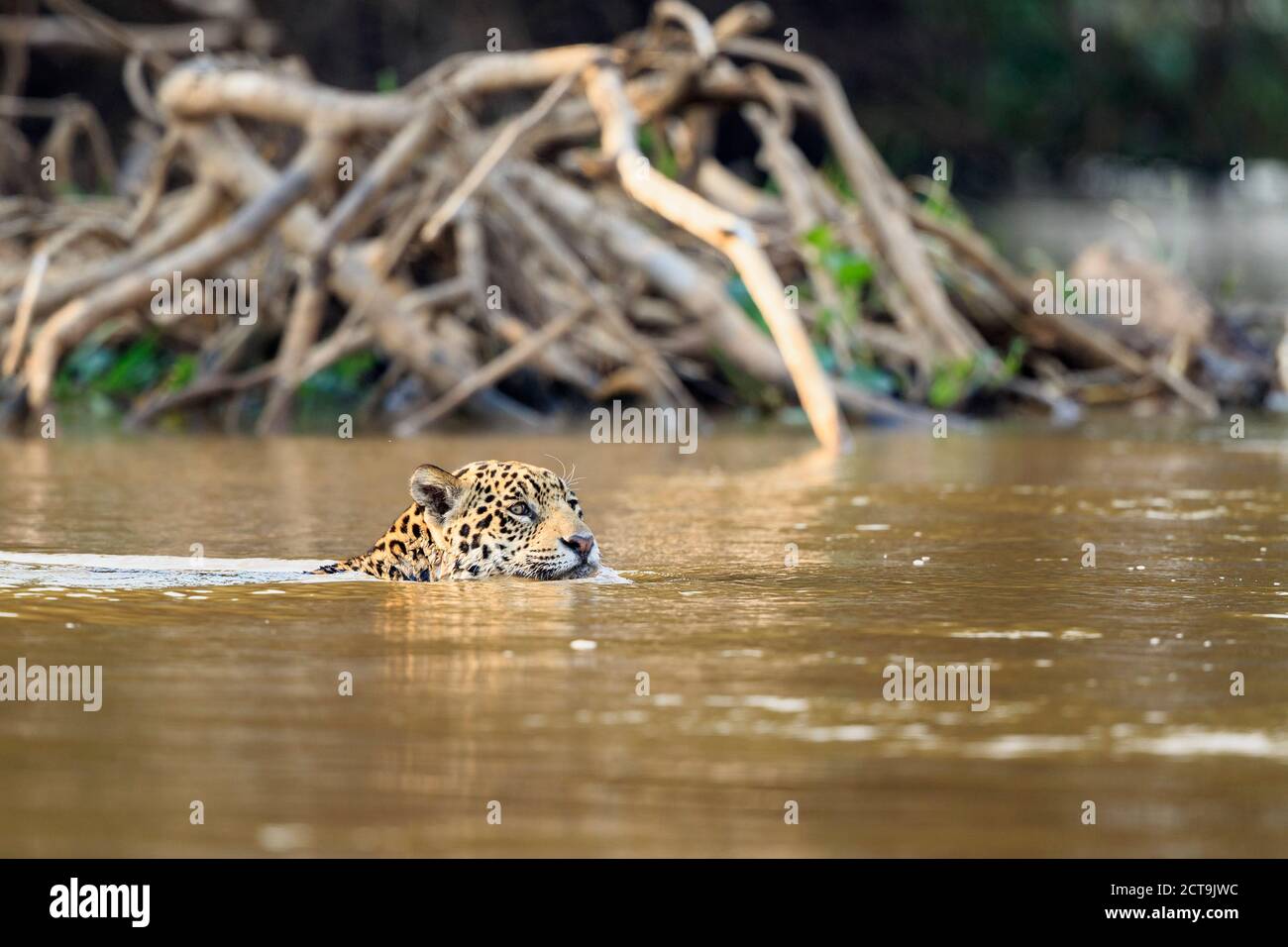 South America, Brasilia, Mato Grosso do Sul, Pantanal, Cuiaba River, Jaguar, Panthera onca, swimming Stock Photo