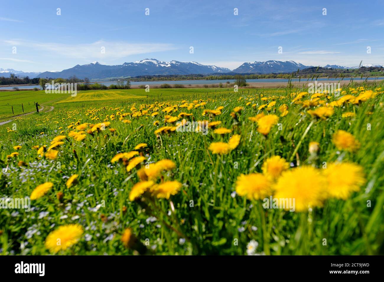 Germany, Bavaria, Upper Bavaria, spring at the Chiemsee, Lake Chiemsee, Schafwaschener Bucht Stock Photo