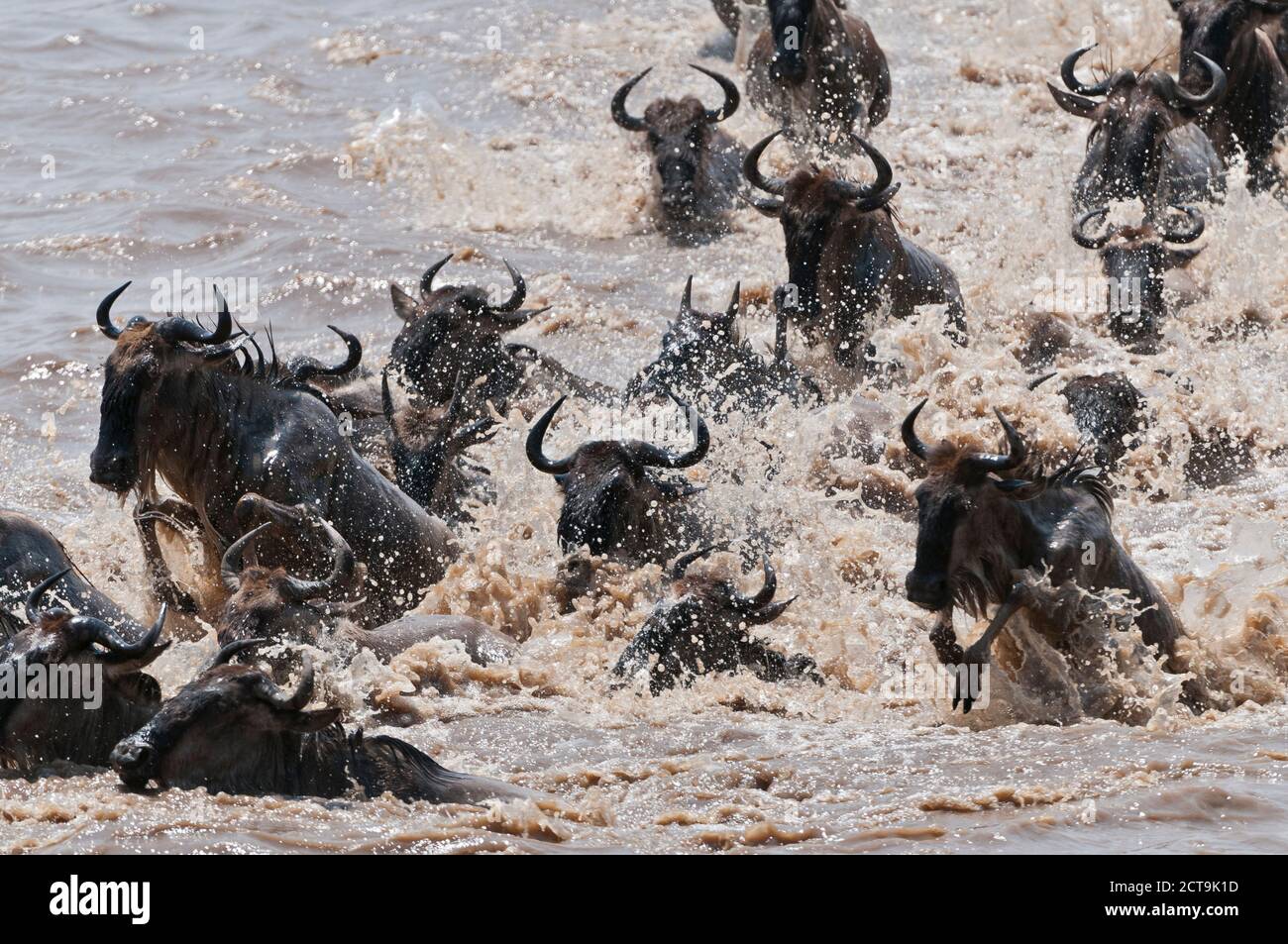 Africa, Kenya, Maasai Mara National Reserve, Blue Wildebeest (Connochaetes taurinus) crossing the Mara River Stock Photo