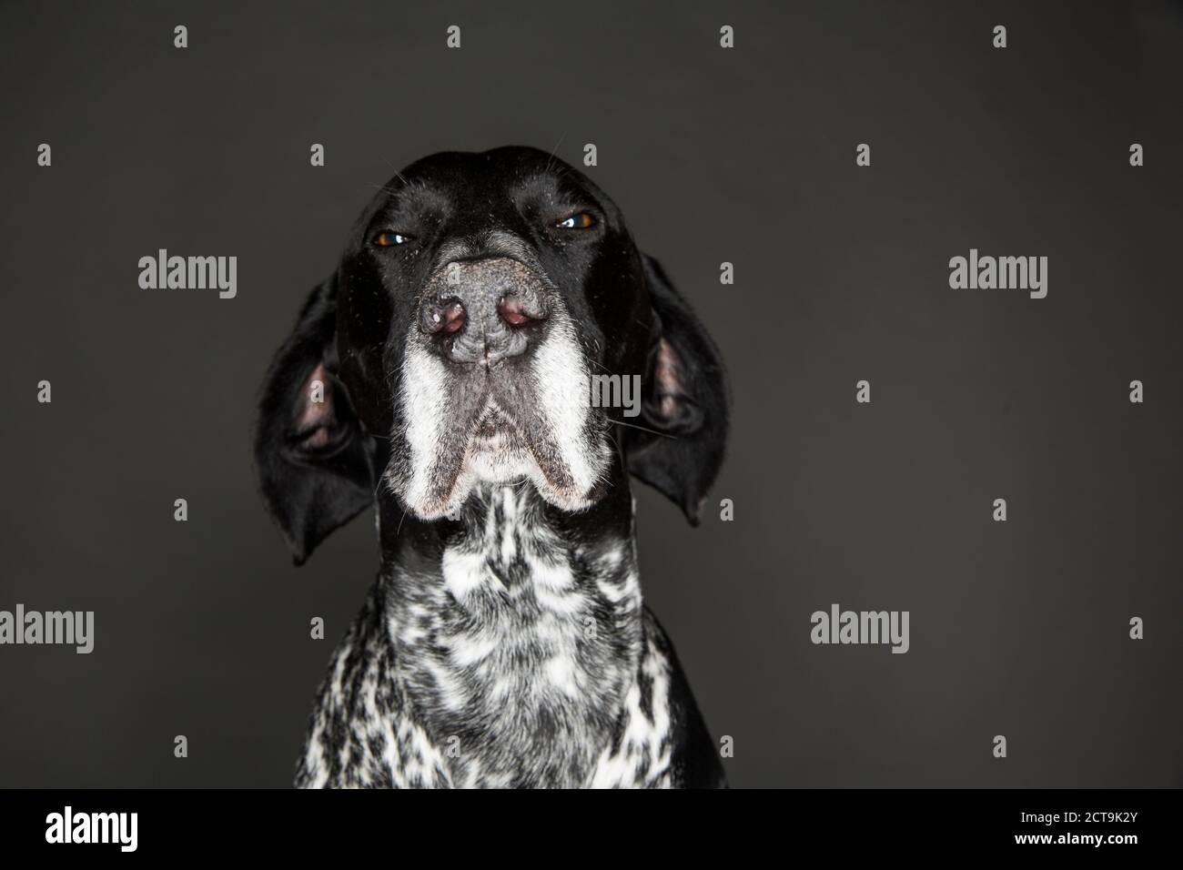 Portrait of German Shorthaired Pointer in front of grey background Stock Photo