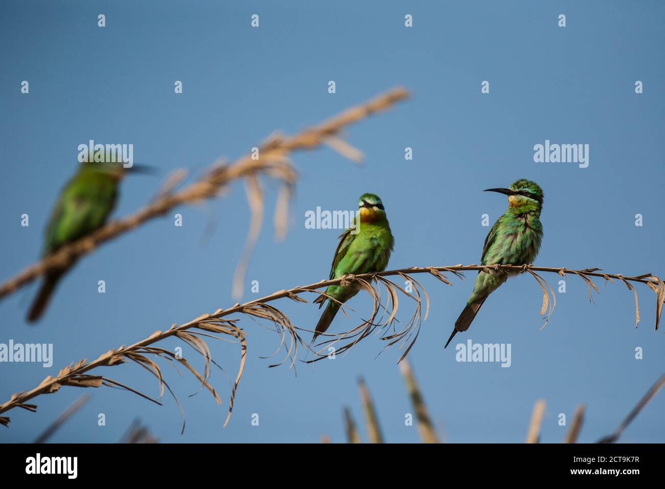 Oman, Blue-cheeked bee-eaters Stock Photo