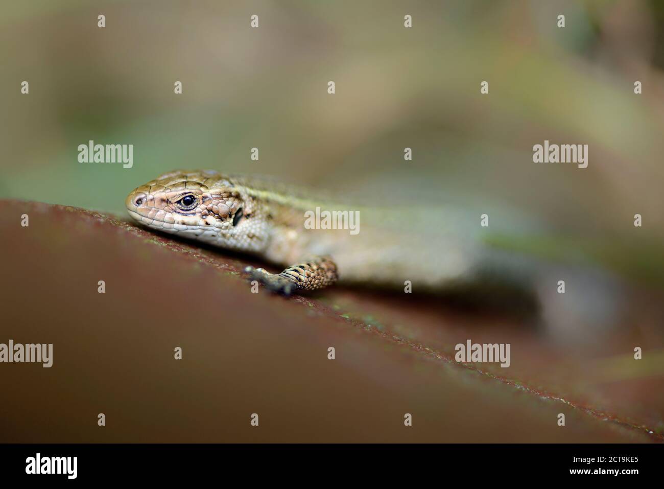 Common lizard, Zootoca vivipara Stock Photo