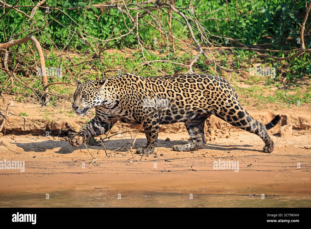 South America, Brasilia, Mato Grosso do Sul, Pantanal, Cuiaba River, Jaguar, Panthera onca, at riverside Stock Photo