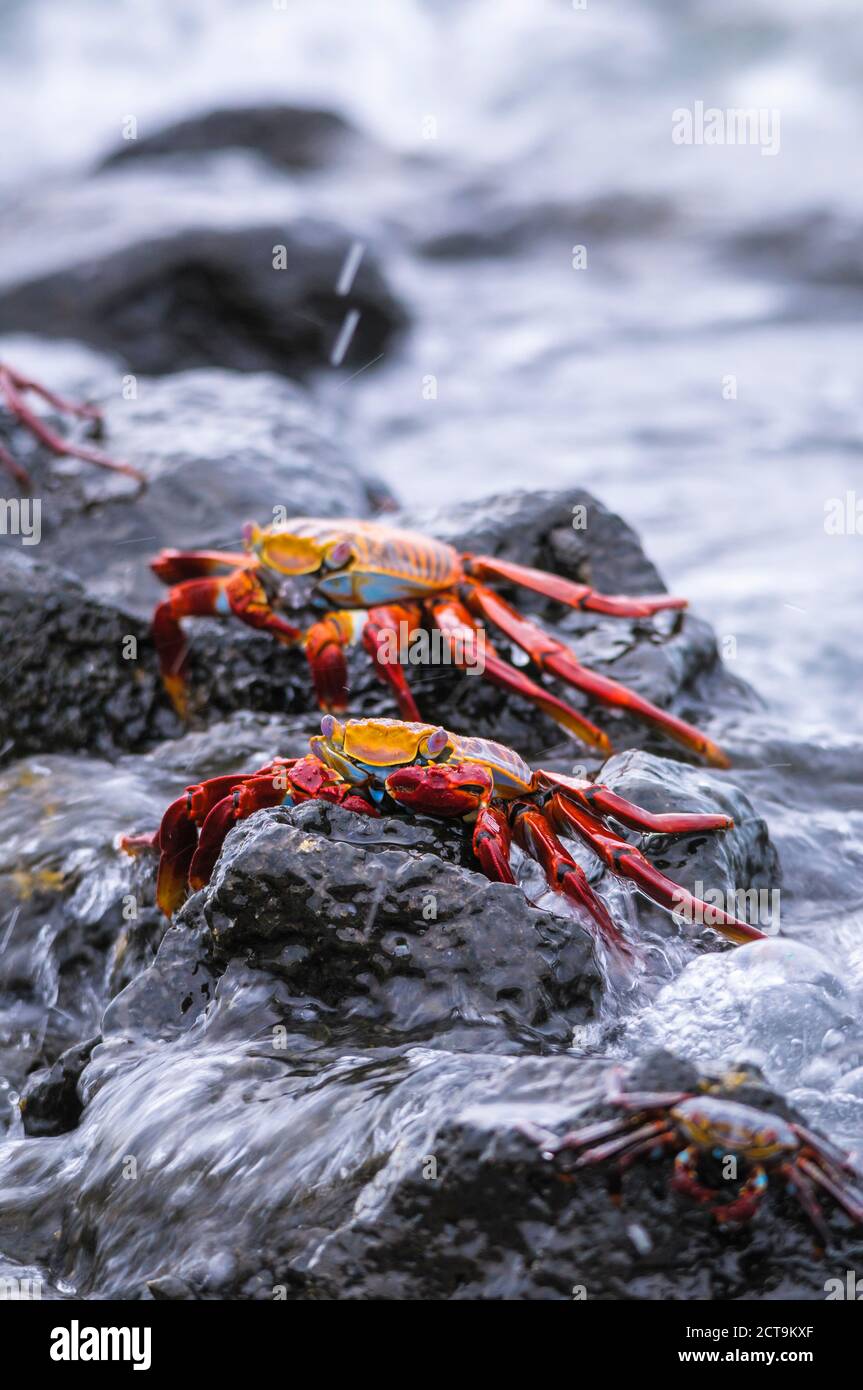 Oceania, Galapagos Islands, Santa Cruz, two red rock crabs, Grapsus grapsus, sitting on a rock Stock Photo